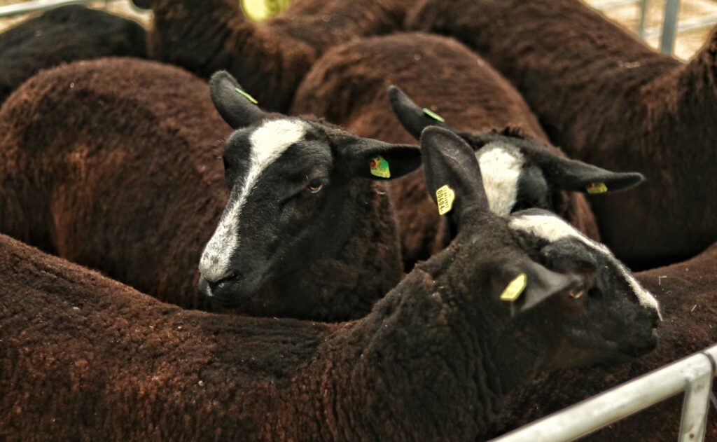 The brown Romanov breed sheep on a farm