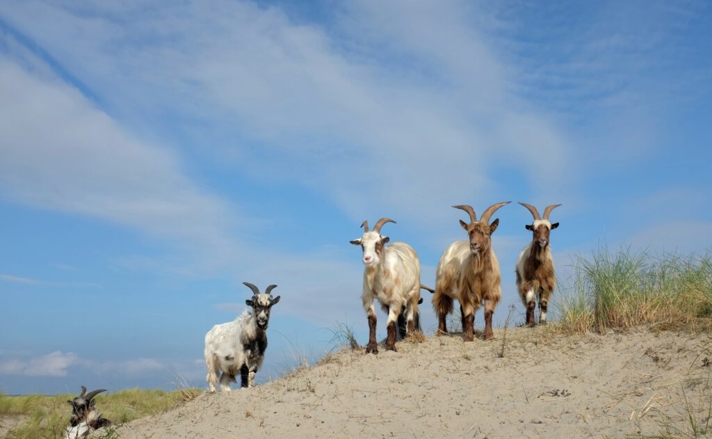 five Dutch landrace goats different colors 