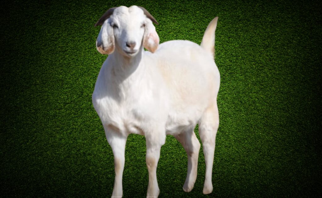 white savanna goat standing