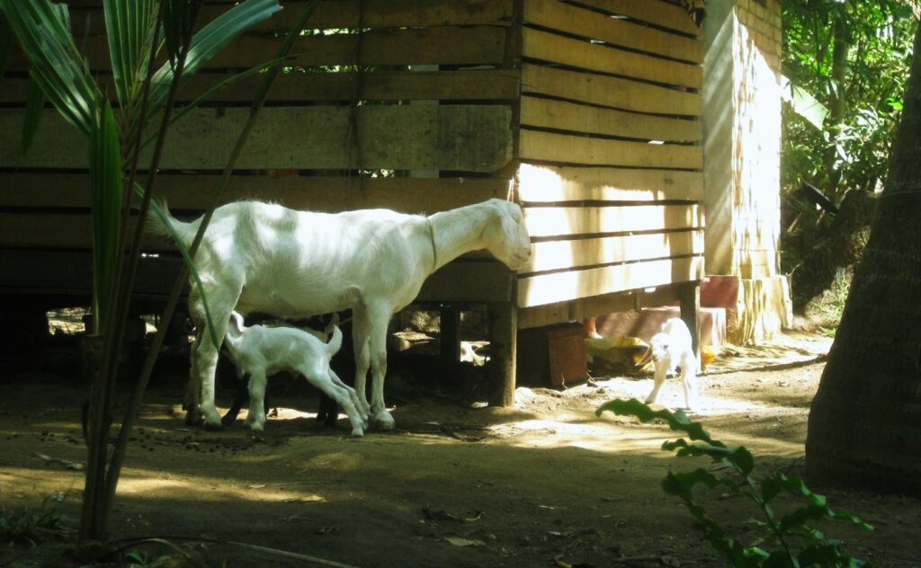 white goats farmers in Kerala