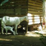 white goats farmers in Kerala