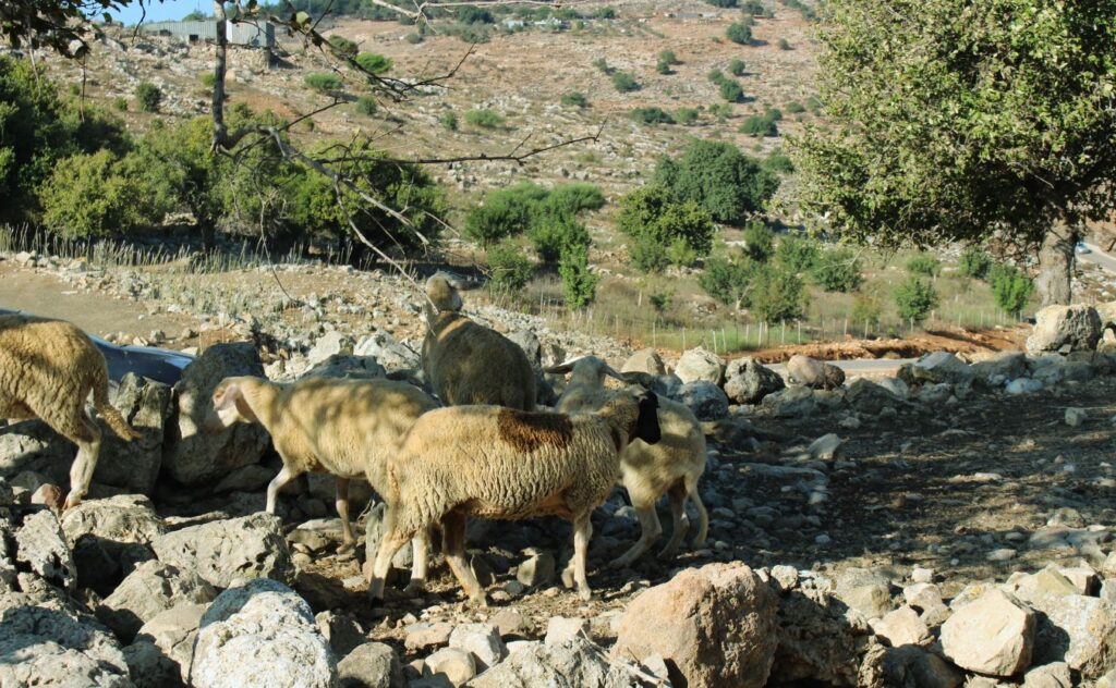 Middle East Awassi sheep between limestone rocks