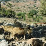 Middle East Awassi sheep between limestone rocks