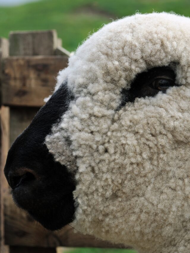 Hampshire Sheep The Ultimate Guide to This Robust Breed