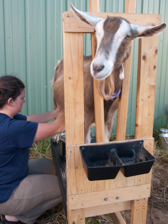 Toggenburg Goat: A Heritage Breed