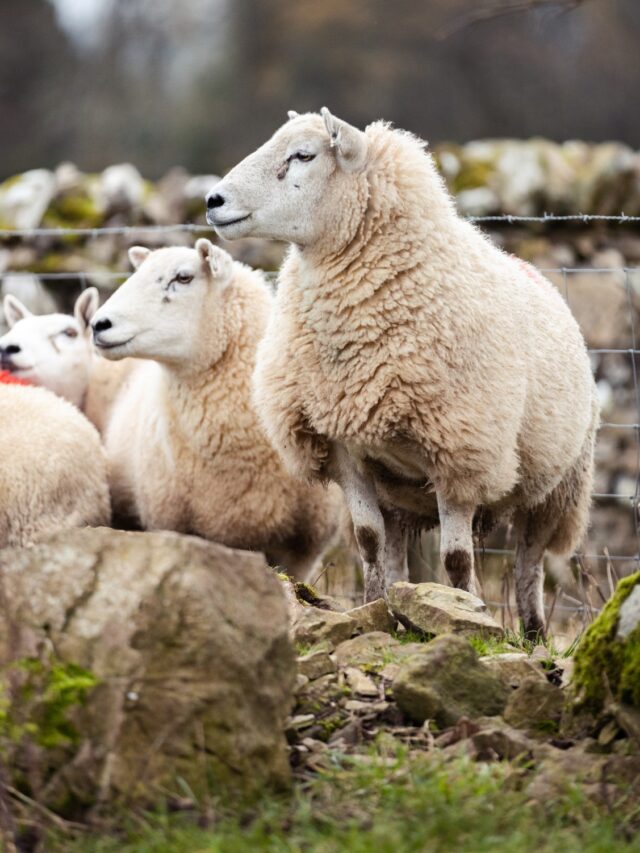 The Cheviot Sheep: Traits, Care, and More