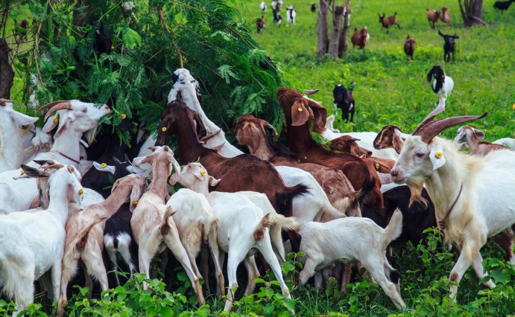 A herd of goats grazing on leaves from a tree, showcasing their natural behavior in a serene outdoor setting.