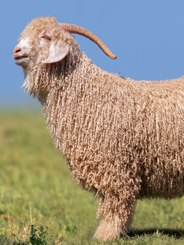 Meet the Angora Goat A Gem of the Fiber World