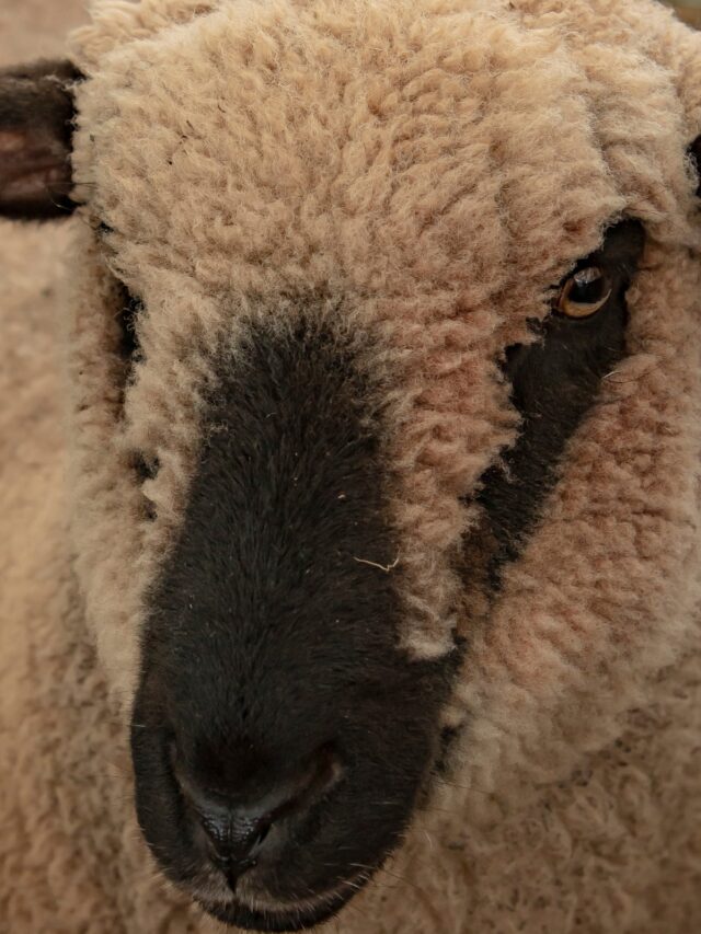 Discover Shropshire Sheep History Traits and Care